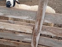 SATILIK KOÇ (İSTER SÜRÜNE KAT İSTER KURBANLIK YAP)