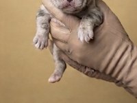 Exotic micro french bulldog yavruları