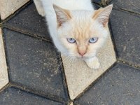 British shorthair gold erkek için yuva aranıyor