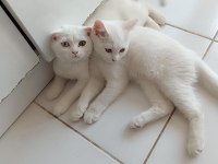 2 adet erkek scottish fold uyguna verilecektir