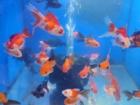 Yavru oranda japon balıklar