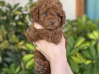 TOY POODLE YAVRULARIMIZ