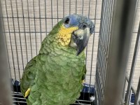 Mavi alınlı amazonica