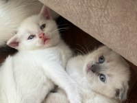 Sevimli british shorthair kardeşler