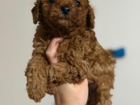 Toy poodle oyuncu sevimli ırk garanti yavrularımız