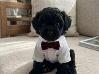 Maltipoo yavrular hazır