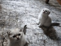 Scottish fold blue point yavrularımız