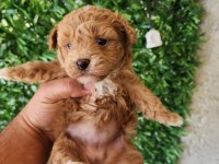 F2 Maltipoo Yavrumuz Mağazamızdan Teslim