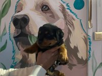 Rottweiler bebekler teslime hazır