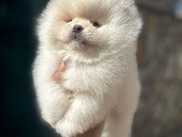 Safkan Teddy Bear Pomeranian Yavrular