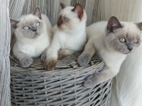 Sakin ve uysal british shorthair yavrular