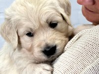 Golden Retriever Adrese Teslim Kapıda Ödeme Yapabilirsiniz