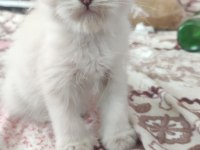 Beyaz british shorthair mavişler
