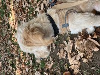 Maltipoo Köpeğimiz Ücretsiz Değildir