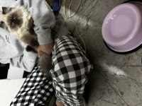 EĞİTİMLİ AŞILI ORJİNAL CHİNCHİLLA