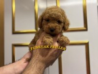 Orijinal Toy Poodle
