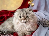Scottish Fold Golden Dişi