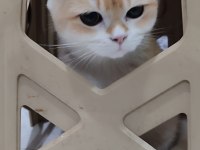 British golden full şecereli erkek sevimli dost canlısı