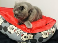 Oğlumuz mıncır scottish fold