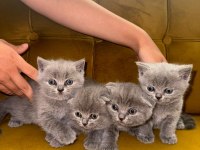 2 aylık british shorthair bebekler yeni yuvasını bekliyor