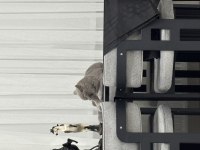 Kısır 8 aylık erkek british shorthair