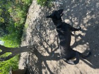 Belçika Malinois
