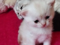 56 Günlük Bebek Kediler