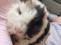 Guinea Pig 2 Aylık