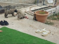 Sivas aslanı kangal