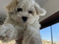 Pomeranian boo yavru köpeklerimiz