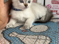 Kalite yavrum teslime hazır british shorthair