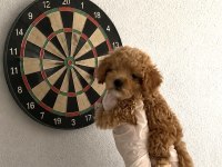 Gerçek Teacup Maltipoo Full Garantili