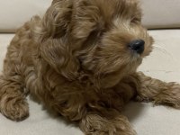 Poodle kıvamında a kalite maltipoo