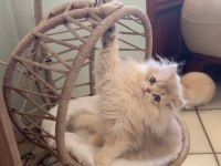 Pofuduk Longhair Yavru