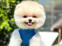 Safkan Pomeranian Boo Bebekler