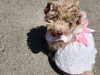 Poodle köpeğimiz lady yeni yuvasını arıyor