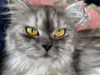 2 yaşında chinchilla dişi
