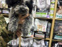Maltipoo yavrular