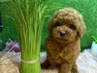 Ruhsatli Köpek Çiftliğinden Toy Poodle Yavrularımız