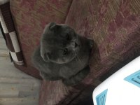 1 yaşında scottish fold