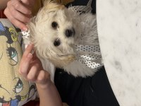 Teacup kore maltese bebeklerim