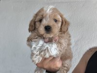 Maltipoo cinsi yavrularımız