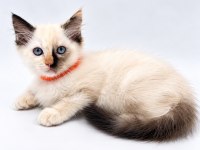 TORTİE RAGDOLL BEBEKLER