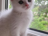 Scottish Fold Dişi Hemen Teslim