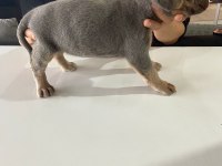 A kalite cane corso Safkan Blue ve Blue Tan