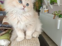Ay12 dişi british longhair