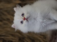British longhair erkek kedimiz