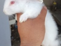 Albino kırmızı göz tavşanlar mevcut