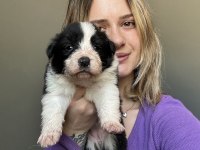 12 Yıllık üreticiden Border Collie Yavrular