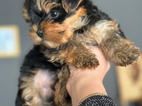 Teacup yorkshire terrier dünyalar tatlı yavrumuz
